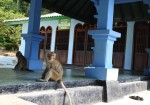 Masjid Saka Tunggal dan Taman Kera Desa Cikakak Masjid Saka Tunggal dan Taman Kera Desa Cikakak